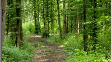 Tecniche di gestione forestale sostenibile